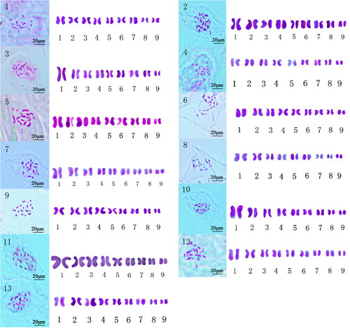 Plate 4. Chromosome characteristics of 13 taxa of Lonicera.(1) Lonicera maackii, (2) Lonicera ferdinandi, (3) Lonicera korolkowi, (4) Lonicera tatarica, (5) Lonicera ruprechtiana, (6) Lonicera chrysantha, (7) Lonicera tatarinowii, (8) Lonicera edulis, (9) Lonicera korolkow × Lonicera maackii, (10) Lonicera korolkow × Lonicera tatarica No. 1, (11) Lonicera korolkow × Lonicera tatarica No. 2, (12) Lonicera korolkow × Lonicera tatarica No. 4, (13) Lonicera korolkow × Lonicera tatarica No. 8.