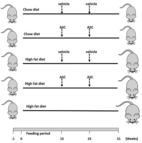 Figure 1. Schematic representation of animal design. Male C57BL/6 mice (n = 25) were fed with chow or high fat diet for 15 weeks. Obese and lean mice were then administered either adipose-derived mesenchymal stem cells (ASCs) or vehicle (media) on week 15 and week 25. A group of mice was left on HFD for 31 weeks. n = 5 for each group