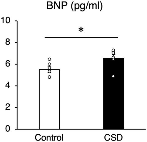 Figure 4. Blood–brain natriuretic peptide (BNP) concentrations in blood of control and CSD mice. Values are shown as means ± SE (pg/mL). *p < 0.05 Welch t tests (n=6).