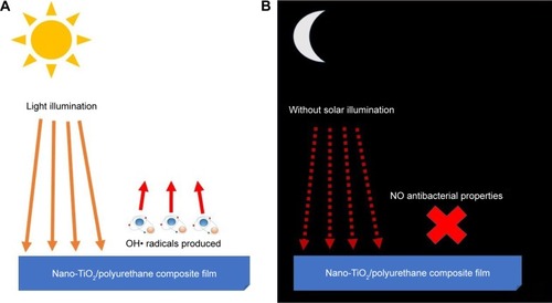 Figure 7 Antibacterial activities due to titanium dioxide illumination. Nanotitanium dioxide produces antibacterial properties when (A) light illumination is present due to released hydroxyl radicals which cause cellular damage. (B) Without illumination of any kind, no antibacterial properties are produced.