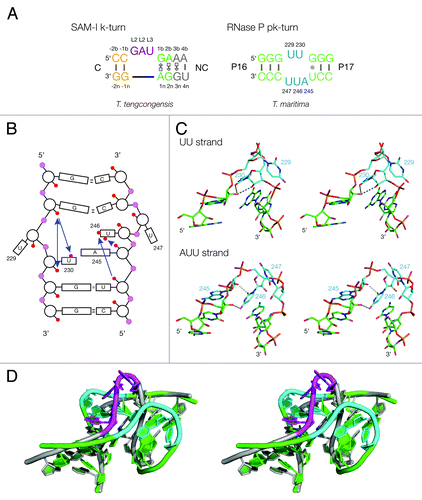 Figure 1. Sequences of pk and k-turn motifs in RNA. (A) The sequences of the T. tengcongensis SAM-I riboswitch k-turn and the T. maritima RNase P pk-turn. The standard nucleotide nomenclature is shown for the k-turn,Citation17 while the nucleotide numbering in the pk-turn follows that used in.Citation16 (B) A scheme showing the secondary structure of the pk-turn in RNase P. The arrows are deduced hydrogen bonds. Note that there are no hydrogen bonds between the strands. (C) Parallel-eye stereoscopic views of the individual structures of the two strands of the pk-turn taken from the crystal structure of T. maritima RNase P (PDB code 3Q1Q).Citation22 Deduced hydrogen bonds are indicated by gray, broken lines. (D) Superposition of the structures of the T. maritima RNase P pk-turn (loops cyan, basepairs green) (PDB code 3Q1Q) and the T. tengcongensis SAM-I riboswitch k-turn (loop magenta, basepairs gray) (PDB entry 3GX5).