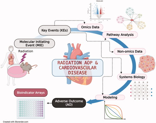Figure 2. The application of omics data in the development of AOP for radiation-induced CVD. The different levels of omics data obtained from the cell, animal, and human samples can enrich the AOP framework alongside available knowledge from non-omics data, epidemiological findings, and mechanistic, and mathematical modeling. Together, this information can be integrated across biological levels of organization and provide confident bioindicators for the development of bioscreening tools that can support radiation risk assessment. MIE: molecular initiating events; KE: key events; AO: adverse outcome. The figure is created with BioRender.com.