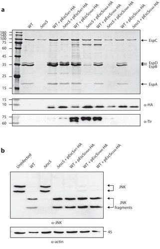 Figure 9. EscS mutations do not have a dominant-negative effect on WT EPEC. (A) Protein secretion profiles of WT EPEC transformed with EscS variants (D46A, D46K and K54A). The secreted fractions were obtained using a protocol similar to that described in the legend to Figure 2. The expression of EscS-HA variants was determined by analyzing the bacterial pellets on SDS-PAGE and western blot analysis with an anti-HA antibody (lower panel). The secretion of the Tir effector was assessed by analyzing the bacterial supernatant by western blotting with an anti-Tir antibody. (B) Proteins extracted from HeLa cells infected with WT, ΔescS, ΔescS expressing EscSwt-HA or WT EPEC expressing EscSD46A-HA, EscSD46K-HA or EscSK54A-HA were subjected to western blot analysis using anti-JNK and anti-actin (loading control) antibodies. JNK isoforms and their degradation fragments are indicated on the right of the gel