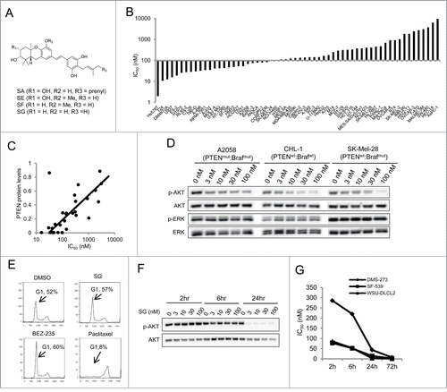 Figure 1. Differential anti-proliferative activity and selective inhibition of AKT phosphorylation by schweinfurthins. (A) Structures of schweinfurthin A (SA), E (SE), F (SF) and G (SG). (B) IC50 values of 60 human cancer cell lines upon treatment with SE in a 4 day cell proliferation assay. (C) Correlation of IC50 values from the cell proliferation assay for SE with the cellular PTEN protein expression levels. (D) Selective inhibitory effects of SG in phosphorylation of AKT at Ser 473 and ERK in human melanoma cell lines. wt, wild type; mut, mutant. (E) Cell cycle effect of SG (100 nM) in melanoma A2058 cells in comparison with PI3K inhibitor (BEZ-235) and microtubule agent (paclitaxel) after a 24 h treatment. (F) Time-and dose-dependent reduction of p-AKT at Ser 473 by SG. (G) Time-dependent cell proliferation inhibition of SG in 3 PTEN deficient cell lines: WSU-DLCL2 (B lymphoma), DMS-273 (small cell lung cancer), and SF-539 (glioblastoma).