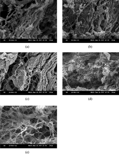 Figure 8. Scanning electron microscopy images of perimysia treated with 1% crude extracts: (a) control; (b) after 3 h of incubation; (c) after 6 h of incubation; (d) after 9 h of incubation; and (e) after 12 h of incubation at 3000 × magnification. Figura 8. Imagenes de Microscopia elctronica de barrido de perimisios tratados con 1% de extractos no purificados: (a) control; (b) tras 3 h de incubación; (c) tras 6 h de incubación; (d) tras 9 h de incubación; (e) tras 12 h de incubación con aumento 3000×.