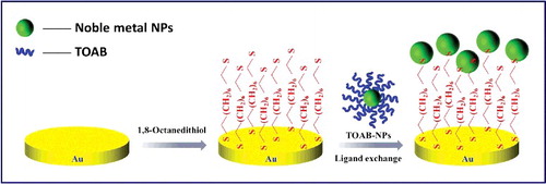 Figure 1. Schematic diagram for the preparation of Au-SHSAM-NP.