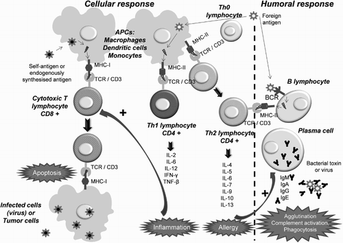 Figure 1 Mechanisms of cellular and humoral immune response: the role of T and B lymphocytes.