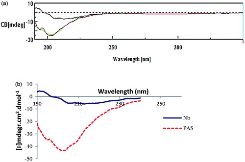 Figure 5. Secondary structure analysis by Far-UV CD spectroscopy. (a) CD spectra of nanobody (upper line) and PASylated nanobody (lower lines). (b) Molar ellipticity calculations demonstrate negative shift around 204 nm in the curve of PASylated nanobody compared to native protein.