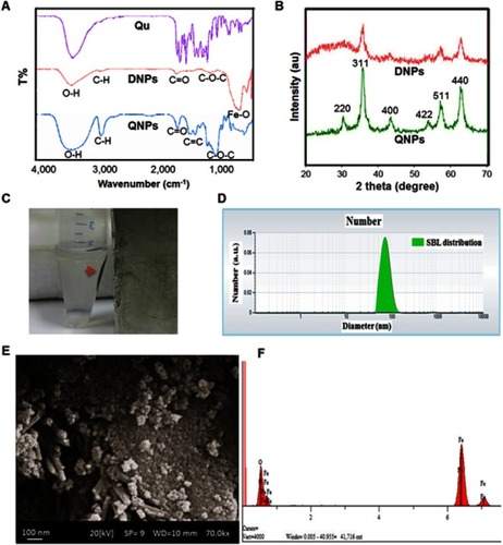 Figure 2 Physicochemical characterization of DNPs and QNPs. (A) The results of FTIR confirmed that the polymerization of dextran on and conjugation of Qu to the surface of IONPs was correctly performed. (B) The XRD image showed that DNPs and QNPs were in pure crystal phase and verified Fe3O4 identity. (C) The magnetic properties of QNPs (red arrow shows QNPs aggregate). The DLS results (D) and the SEM pictures (E) of QNPs confirmed the size of the NPs was in the nanometer range. (F) The EDX spectroscopy verified the identity of the IONPs.