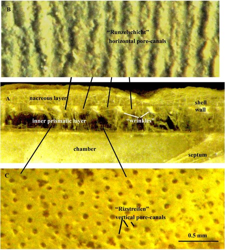 Figure 1. A, B, C. Ordovician nautiloid Orthoceras sp. A. Specimen no. Mo 199806. Vertical section of the shell wall showing “wrinkles” between the nacreous and inner prismatic layers. B. Horizontal pore-canals (“Runzelschicht”) in the same horizon as the “wrinkles”. Same specimen as illustrated by Mutvei Citation2022, fig. 7C. C. Vertical pore-canals (“Rizstreifen”) in the inner prismatic layer. Same specimen as illustrated by Mutvei Citation2022, fig. 1B.