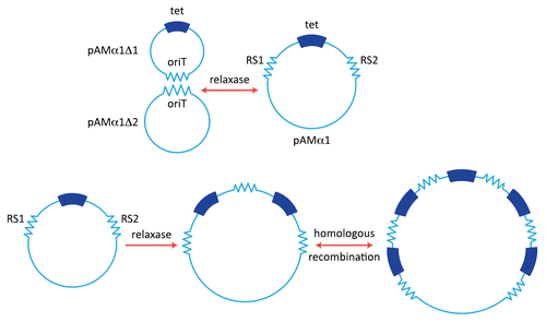 Figure 1 pAMα1 and amplification of tetracycline resistance. (A) pAMα1 is shown as being originally generated by the formation of a cointegrate structure through a specific and reversible recombination mechanism involving relaxase operating on the oriT sites of two smaller plasmids pAMα1Δ1 and pAMα1Δ2. (B) Amplification generating multiple copies of the tet determinant via recombination between the two “recombination sequences” RS1 and RS2. The first event involves relaxase and could, for example, bring about excision of the segment containing tet and its reinsertion into an intact pAMα1 copy. Other mechanisms, not mutually exclusive, are possible (see text. Subsequent steps can involve host-directed homologous recombination.