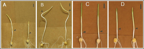 Figure 3. JA is involved in photomorphogenesis of maize coleoptile, indicated by the distinct phenotype of opr7opr8 mutant in darkness (A, B) and red light (C, D). Germinated under darkness at 32°C for 7 days, the mesocotyl of opr7opr8 (B) is much longer than WT (A); germinated under continuous red light at 32°C for 5 days, the mesocotyl and coleoptyl of opr7opr8 (D) is significantly longer than WT (C), while the leaf shoot of the mutant (D) is shorter than WT (C). The arrows indicate the coleoptile node and the scale bar represents 1 cm.