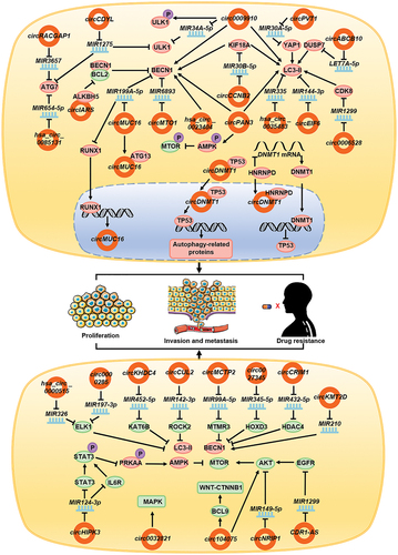 Figure 3. circRNAs affect tumor development and drug resistance by regulating autophagy. In tumor cells, circDNMT1, circCDYL, circ0006528, circABCB10, circMUC16, circMTO1, hsa_circ_0023404, circRACGAP1, circIARS, circPVT1, hsa_circ_0085131, circEIF6, hsa_circ_0035483, circ0009910, circPAN3, and circCCNB2 promote autophagy by promoting the functions of key proteins involved in the autophagy process, whereas circHIPK3, circNRIP1, circ0032821, circKHDC4, circCUL2, circMCTP2, CDR1-AS, circ104075, circ0027345, has_circ_0000515, circ0000285, circCRIM1, and circKMT2D inhibit autophagy by inhibiting the functions of key proteins in the autophagy process. Eventually circRNAs lead to the enhancement of tumor cell invasion, metastasis, proliferation, and drug resistance in patients.