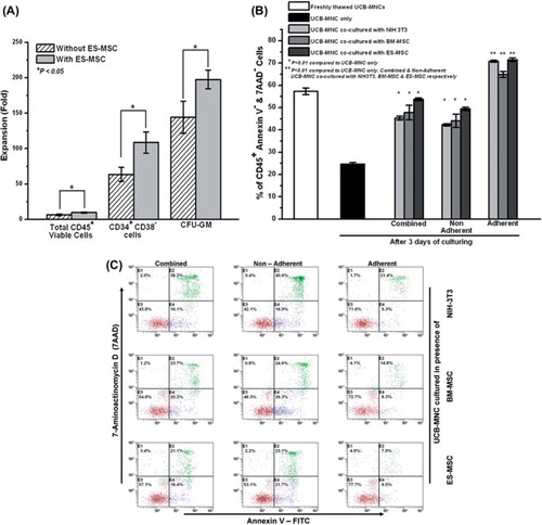 Figure 1. ES-MSC, BM-MSC and NIH-3T3 supported the viability of the Ficoll-separated UCB-MNC in a co-culture system. (A) Fold-expansion of total CD45+ viable cells, CD34+ CD38– cells and CFU over a time–course of 11 days when UCB-MNC were co-cultured in the presence of ES-MSC. (B) Effect of stromal layer (NIH-3T3, BM-MSC and ES-MSC) co-culture on the percentage of viable CD45+ UCB-MNC (combined, non-adherent and adherent fractions) over a 3-day culture period (*P < 0.01). (C) Representative flow cytometer plots showing the enhanced viability of the different fractions of UCB-MNC (combined, non-adherent and adherent) when co-cultured in the presence of the stromal layers NIH-3T3, BM-MSC and ES-MSC over a 3-day culture period. Viable CD45+ cells were those that were double-negative for Annexin V–FITC and 7-AAD (represented by brown dots in quadrant E3). Early apoptotic CD45+ cells were Annexin V–FITC-positive but 7-AAD-negative (represented by blue dots in quadrant E2). (D) Representative flow cytometer plots showing the reduced viability of the UCB-MNC when cultured without the stromal layer support over a 3-day culture period. (E) Effect of ES-MSC co-culture on the viability of flow-sorted early apoptotic CD45+ Annexin V+ UCB-MNC (combined fraction) over a 2-day culture period. Viable CD45+ cells were defined by double negativity for Annexin V–FITC and 7-AAD (*P < 0.05). (F) CFU-GM assay of the adherent and non-adherent fraction of the UCB-MNC that was co-cultured with ES-MSC (*P < 0.01). Data represent mean ± SEM from three independent experiments.