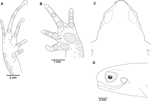 Figure 3. Noblella worleyae sp. nov., holotype, ZSFQ 551, adult female, SVL = 18.1 mm. (A) palmar surface; (B) plantar surface; (C) dorsal view of the head; (D) lateral view of the head. Illustrations by Carolina Reyes-Puig