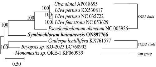 Figure 3. Neighbor-joining phylogenetic tree of S. hainanensis and 8 other closely related species based on the complete mitochondrial genomes. The following sequences were used: Symbiochlorum hainanensis (ON897766), Ulva fenestrata (NC_053629), Ulva ohnoi (AP018695), bryopsis sp. KO-2023 (LC768902), Ulva pertusa (NC_035722), pseudendoclonium akinetum(NC_005926), Ulva pertusa (KX530817), caulerpa lentillifera (KX761577), and monomastix sp. OKE-1(KF060939).
