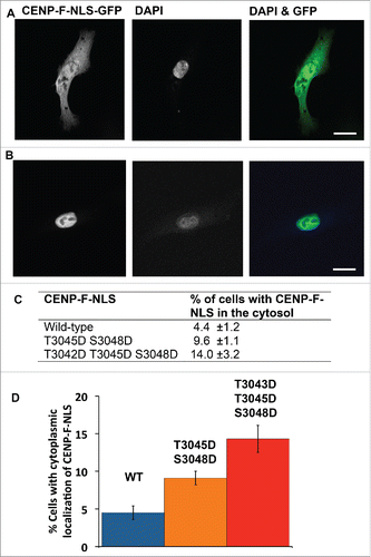 Figure 6. Phosphomimetic mutations of the cNLS diminish nuclear localization of CENP-F in cells. GFP-GST-CENP-F-NLS (residues 3026–3065) and its phosphomimetic variants T3045D/S3048D and T3042D/T3045D/S3048D were transiently expressed in HeLa cells. Cells were fixed, stained with DAPI and imaged by fluorescence microscopy. (A, B) Panels show micrographs of GFP-GST-CENP-F-NLS fluorescence (in grayscale), DAPI fluorescence (in grayscale), and an overlay (GFP fluorescence in green, DAPI fluorescence in blue). Scale bar equals 20 μm. (A) Micrographs of a representative wild-type cell with cytoplasmic localization. (B) Micrographs of a representative wild-type cell with nuclear localization. (C) Micrographs were analyzed and cells were classified based on nuclear or cytoplasmic localization of CENP-F. DAPI stain was used to assess the location of the cell nucleus. The table summarizes the percentage of total cells in which GFP-GST-CENP-F-NLS localizes to the cytosol for the wild type and for the phosphomimetic variants. Total cells include cells with nuclear and cytoplasmic localization. Values were averaged from 3 independent data sets. 50–100 cells were analyzed for each data set. Standard deviations were calculated as error estimates. (D) Bar chart of the data from (C).
