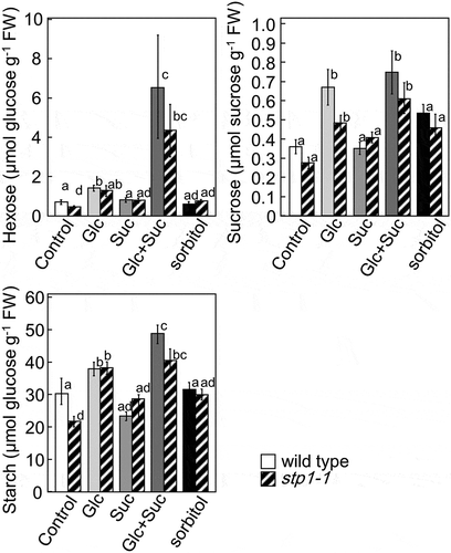 Figure 3. Contents of hexose, sucrose, and starch in 5-week-old rosette leaves of wild-type and stp1-1 plants treated with various sugars. Error bars indicate SE (n= 4). Bars with the same letter are not significantly different from each other (ANOVA, Tukey’s HSD test).