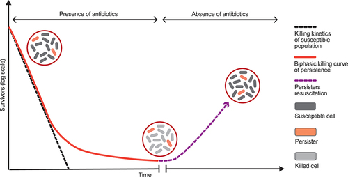Figure 1 Illustration of biphasic killing curves of bacterial growth during antibiotic treatment. The biphasic killing curves indicate the presence of two subpopulations, consisting susceptible cells that are eliminated rapidly by antibiotic treatment according to the killing kinetics (dashed black curve) and tolerant persister cells that may survive (red curve). Termination of antibiotic treatment allows persisters to resume growth, displaying similar phenotype to the parental population (dashed purple curve).