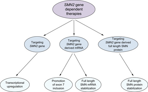 Figure 3 Current SMN2 gene-derived therapeutic approaches to SMA.