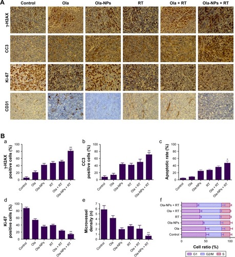 Figure 4 IHC and flow cytometry.Notes: (A) Representative images of IHC of diverse group for the evaluation of γ-H2AX, Ki-67, CD-31, and CC3 (magnification ×400). (B) Quantitative analysis of γ-H2AX (a), CC3 (b), apoptosis (c), Ki-67 (d), CD-31 (e), and cell cycle (f) in transplantable tumors from mice in each groups. Ola-NPs + RT group resulted in a significantly increase in the expression of γ-H2AX and CC3, while a decrease in Ki-67 and CD-31. (C) Apoptosis in Ola-NPs+RT group was mainly presented as advanced apoptosis. (a) Apoptosis of tumor cells; (b) cell cycle distribution of tumor cells. Ola-NPs + RT group showed a significant increase in the percentage of cells in the G2 phase (P<0.05 in all cases). *P<0.05; **P<0.01.Abbreviations: IHC, immunohistochemistry; Ola, free olaparib; Ola-NPs, olaparib nanoparticles; RT, radiotherapy.