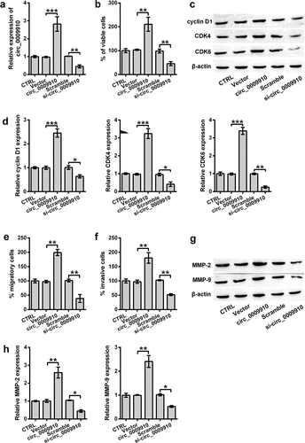 Figure 2. Overexpression of hsa_circ_0009910 caused changes in cellular phenotypes associated with proliferation and motility. (a) qRT-PCR analysis of hsa_circ_0009910 levels in SKOV3 cells transfected with pcDNA3.1 carrying genomic sequence coding hsa_circ_0009910 or hsa_circ_0009910 siRNA. Vector and scramble served as control. GAPDH was used for qRT-PCR normalization. (b) CCK-8 assay examined the percentage of viable cells after transfection. (c–d) Western blot analysis was carried out for molecular change in cyclin D1, CDK4 and CDK6. (e–f) Migratory and invasive cells were counted under flow cytometry after crystal violet staining. (g–h) Western blot analysis was used for the detection of MMP-2 and MMP-9. β-Actin was used for protein normalization. Error bars were standard deviation from three independent experiments. P-values were calculated using student’s t test or one-way analysis of variance. *P < 0.05, **P < 0.01, ***P < 0.001.