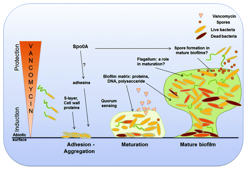 Figure 2. A hypothetical model for C. difficile biofilm development. Bacteria first recognize specific or nonspecific attachment sites on an appropriate surface and adhere to it. An intact S-layer and/or adhesins are important for this initial step of biofilm formation. The regulator of sporulation, Spo0A, controls this step, likely by upregulating expression of adhesins. Quorum sensing mediated by luxS is crucial during the early and late maturation phases when cells start to produce a biofilm matrix composed of proteins, extracellular DNA and polysaccharides. C. difficile flagella have a role in maturation of biofilms and perhaps in the early steps of biofilm formation, in directing bacteria to the right attachment sites. Spores are part of C. difficile biofilms, although numbers of spores may be maximal in mature biofilms where conditions of nutrient stress are likely. C. difficile biofilms can protect bacteria within from the antibiotic vancomycin, while at low concentrations (sub-inhibitory and inhibitory concentrations) biofilm formation is induced.