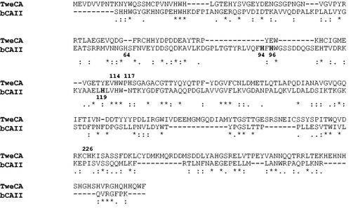 Figure 2. Alignment of the amino acid sequences of TweCA and bCAII performed using the program Bl2seq on two sequences. Numbering arrangement for TweCA is refereed to the δ system used by Lee et al. while for bCAII is referred to the human α-CA, isoform I. The metal coordination pattern in TweCA and bCAII has been indicated in gray and black bold, respectively. The asterisk (*) indicates identity at all aligned positions. The symbol (:) relates to conserved substitutions, while (.) means that semiconserved substitutions are observed. Organisms, accession numbers and cryptonyms of the sequences used in the alignment have been indicated in Table 1.