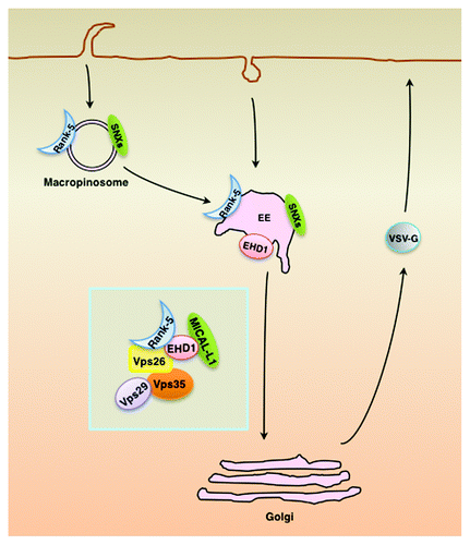 Figure 3. Proposed model for Rank-5 function. Rank-5 is required for the formation of macropinosomes and plays a role in homotypic early-endosome fusion. Through binding to EHD1 and MICAL-L1, Rank-5 is recruited to the retromer and influences retromer-mediated retrograde transport. Furthermore, depletion of either Rank-5 or EHD1 affects VSV-G secretion, possibly through its effect on the homeostasis of the TGN. EE, early endosomes.