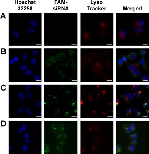 Figure 7 CLSM images of the intracellular distribution of FAM-siRNA.Notes: For each panel, images from left to right show nuclei stained by Hoechst 33258 (blue), FAM-siRNA (green), lysosome stained with LysoTracker (red) and merged images. MCF-7/ADR cells were incubated with naked siRNA (A), LR (B), PSLR (C), and EPSLR (D) for 4 hours. Scale bar =10 μm.Abbreviations: CLSM, confocal laser scanning microscopy; LR, liposome–siRNA complexes; siRNA, small interfering RNA; PSLR, PEGylated LR; EPSLR, PSLR-conjugated anti-EphA10 antibody.