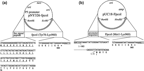 Fig. 1. Plasmids for the expression of fpcol.