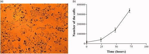 Figure 5. (a) Optical microscopic image of KB cells. (b) The growth curve of the cells after different time points.