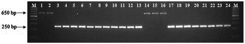 Figure 1. Allelic variations at 5′TE region of lcyE gene