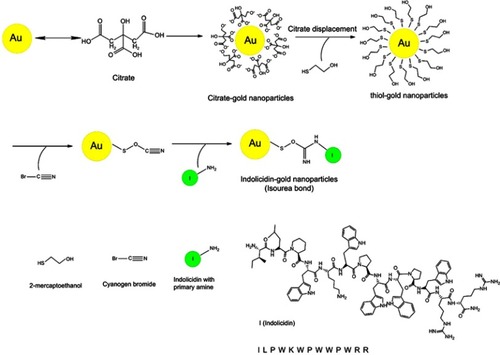 Figure 1 A schematic diagram of synthesis protocol of gold nanoparticles conjugation with indolicidin is shown. For conjugation of indolicidin with gold nanoparticles, thiol-stabilized gold nanoparticles were synthesized by adding 2-mercaptoethanol to provide hydroxyl groups. Then, cyanogen bromide used to activate hydroxyl groups on gold nanoparticles to create reactive cyanogen esters, which then attached to the primary amine of indolicidin by an isourea bond.