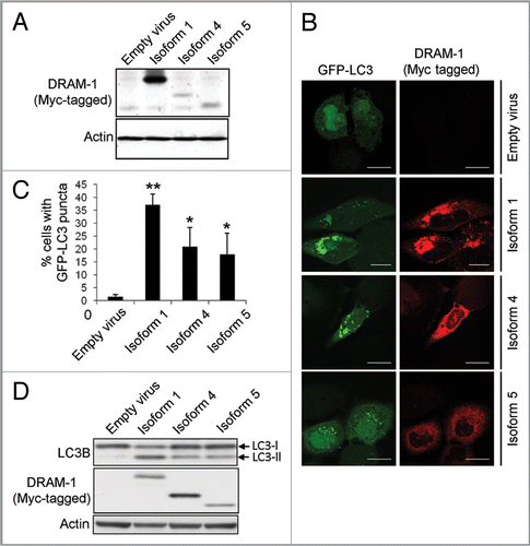 Figure 9 DRAM-1 isoform expression induces autophagosome formation. (A) Saos-2 cells were co-infected with GFP-LC3 and either DRAM-1 isoforms or empty vector for 48 h. Protein expression of DRAM-1 was validated by western blotting. (B) Representative images of cells overexpressing DRAM-1 isoforms displaying autophagosome formation. The scale bar shown represents 20 µm. (C) Quantitation of autophagosome formation. Cells with eight or more GFP-LC3 puncta were scored as positive for cells with accumulated autophagosomes. In each case at least 200 cells were counted and the error bar indicates standard deviation. (D) Saos-2 cells were infected with adenoviruses expressing either DRAM-1 isoforms 1, 4, 5 or ‘empty’ virus as control. Cell lysates were analyzed by western blotting for LC3, DRAM (myc) and actin. The data shown are representative of what was observed in at least three separate experiments.