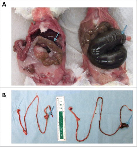 Figure 3. Fecal transfer results in smaller ceca and shorter small intestines. Germ-free mice were gavaged with a fecal slurry generated from mice housed in an SPF facility. Four weeks following fecal transfer, mice were euthanized and phenotypic changes in the gastrointestinal tract were assessed. (A) Fecal transfer to germ-free mice (left) results in smaller ceca compared to mice that remained germ-free (right). (B) Fecal transfer shortened the length of the small intestine. Intestine of a germ-free mouse following fecal transfer (left); intestine of a germ free mouse (right). Arrows point to cecum.