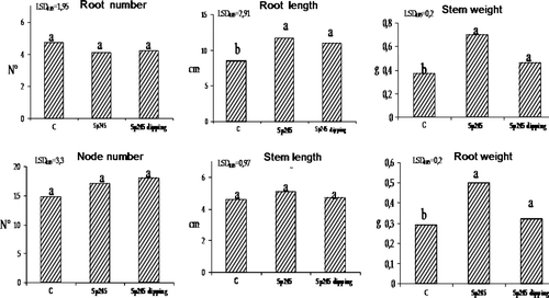 Figure 7.  Root length, root weight and stem length were significantly affected by Sp245, in 50-day-old GF 677 plants (30 days after inoculum). C = control. Dipping = plants dipped 30 sec in 107 cells/ml Sp245 suspension. The data were subjected to one-way ANOVA (p<0.05).