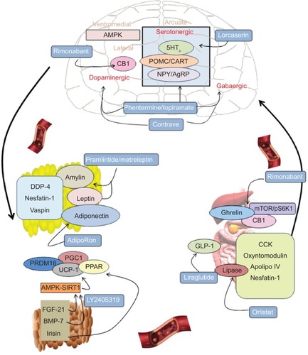 Figure 1 Main targets for the development of drugs to treat obesity.