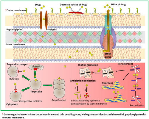 Figure 3 Schematic showing multifarious mechanisms of microbial resistance to develop MDR like decrease uptake of drug, an efflux of drug, target site changes, antibiotic modification, persister cells, swarming and biofilm formation.