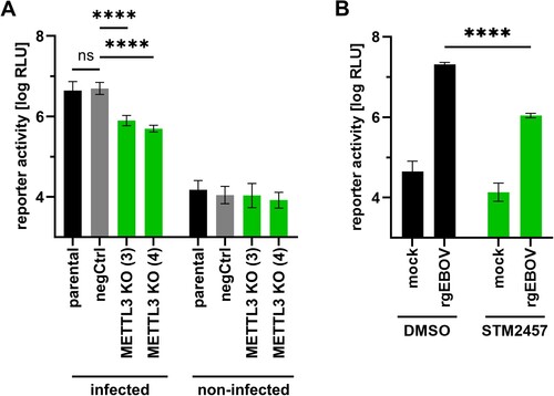 Figure 4. METTL3 is important for EBOV infection. (A) Parental, negCtrl and METTL3 KO 293 T cells were infected with a luciferase-expressing EBOV (MOI = 0.5). At 20 hpi, cells were lysed and reporter activity was determined. Normalized reporter activities from five biological replicates from three independent experiments are shown. (B) Parental 293 T cells were infected with a luciferase-expressing EBOV (MOI = 0.5). 4 and 24 hpi cells were either treated with 30 µM STM2457 or the equivalent amount of DMSO. Reporter activity was determined 48 hpi. Shown are normalized reporter activities from four biological replicates from two independent experiments. Asterisks indicate p values from one-way ANOVA with Sidak’s multiple comparisons test (****: p ≤ 0.0001; ns: p ≥ 0.05).