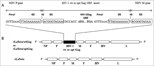 Figure 1. Genome maps of parental recombinant NDV LaSota (rLaSota) and derivative bearing an insert encoding either HIV wild type (wt) Gag (rLaSota/wtGag) or human codon optimized (opt) Gag (rLaSota/optGag). (A) A transcription cassette encoding Gag was cloned into the PmeI (italicized) site at the junction of the P and M genes of the NDV LaSota antigenomic cDNA. The Gag ORF (ATG initiation and TGA termination signals in bold) was flanked by an NDV gene end (GE) transcription signal [boxed], an intergenic T nucleotide, and a gene start (GS) transcription signal [boxed]. (B) Maps of rLaSota/wtGag, rLaSota/optGag and rLaSota. NDV genes (NP, nucleoprotein; P, phosphoprotein; M, matrix protein; F, fusion glycoprotein; HN, hemagglutinin-neuraminidase protein; L, large polymerase protein) are shown as open boxes.