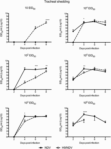 Figure 3. NDV tracheal shedding expressed as EID50/0.1 ml equivalents, after transformation of qRRT-PCR Ct values using a calibration curve. Means and standard deviations are shown for each sampling time. *P < 0.05; **P < 0.005; ***P < 0.0005; ****P < 0.00005.