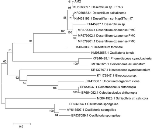 Figure 4 The phylogenetic tree of Desertifilum sp.