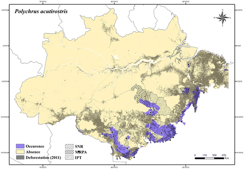 Figure 83. Occurrence area and records of Polychrus acutirostris in the Brazilian Amazonia, showing the overlap with protected and deforested areas.