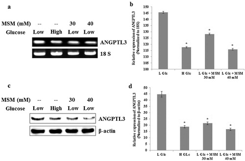 Figure 4. MSM downregulated the expression of ANGPTL3 in ketosis condition.Note: (a) RT-PCR analysis of ANGPTL3 after the treatment with high glucose, low glucose plus 30 or 40 mM MSM for 24 h. (b) Relative decreases of ANGPTL3 mRNA level by high glucose, low glucose plus 30 or 40 mM MSM with respect to 18s RNA. (c) Western blotting analysis showing protein level inhibition of ANGPTL3 by high glucose, low glucose plus 30 or 40 mM MSM. (d) Relative decreases of ANGPTL3 protein level by high glucose, low glucose plus 30 or 40 mM MSM in whole cell lysates. Statistical analysis was done by using ANOVA test. L Glc, low glucose (3%); H Glc, high glucose (9%); *P < 0.001.