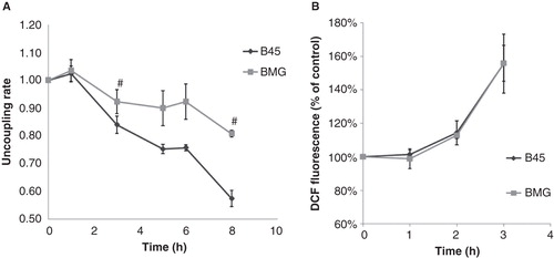 Figure 4. A: Effects of palmitate on JC-1 fluorescence in B45 and BMG cells. BMG and B45 cells were cultured for 1–8 h with 0.5 mM palmitate, 0.5% BSA. Data are expressed as the 585/530 nm fluorescence ratio normalized to the control of each time point. Results are means ± SEM for three separate experiments. # denotes p < 0.01 using paired Student’s t test when comparing uncoupling rate of BMG cells with corresponding B45 cells. The basal JC-1 fluorescence ratio at time zero is B45: 100 ± 5% and BMG: 86 ± 22%. B: Effects of palmitate on DCF fluorescence in B45 and BMG cells. BMG and B45 cells were cultured for 1, 2, or 3 h with 0.5 mM palmitate (0.5% BSA). Data are expressed as 530 nm fluorescence normalized to the control of each time point. Results are means ± SEM for three separate experiments. The basal signal of DCF fluorescence at time zero is B45: 100 ± 8%, and BMG: 97 ± 8%.
