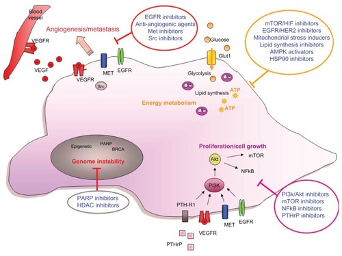 Figure 1 Targeting ovarian cancer cells.