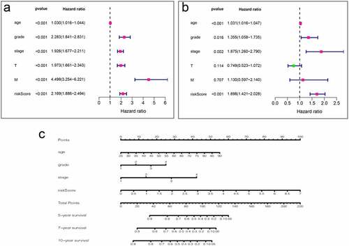 Figure 7. Analysis of clinical relevance of risk models. (a) Univariate Cox analysis. (b) Multivariate Cox analysis. (c) A new nomogram was drawn based on this prognostic risk signature. The value of each variable gets a score on the dot scale axis. The total score can be easily calculated by adding up each score and projecting the total score to a lower total score system. We can estimate the risk for predicting 5-, 7 – or 10-year survival in KIRC