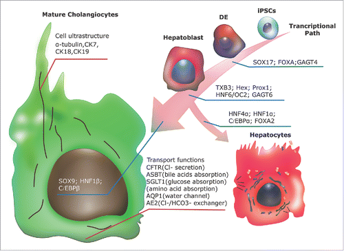 Figure 1. During generation of iPSCs derived cholangiocytes, the key transcription factors that guide the specification of definitive endoderm cells (DE) and hepatoblasts stages are pointed out in the figure, which should be well evaluated. Those factors that favor commitment of hepatoblasts to the hepatocytic lineage should be down regulated during the cholangiocyte differentiation. Several markers are showed in the figure that can be used to recognize mature cholangiocytes, and thus evaluate the differentiation process; these also include cell ultrastructural components and transporters that are essential for normal cholangitic function.