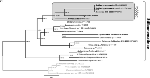 Fig. 71. Phylogenetic relationships of the genera of the Stilbonematinae based on the 18S rRNA gene. The tree shown was calculated using maximum likelihood (RAxML) and node support is given as aLRT as well as Bayesian posterior probabilities. The scale bar indicates 0.02 nucleotide substitutions per site.